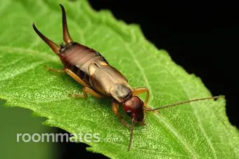 Roommate looking Tallahassee, FL, $1000