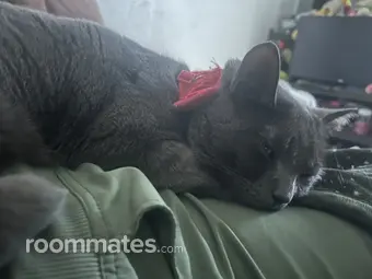 Roommate looking Murrieta, CA, $900