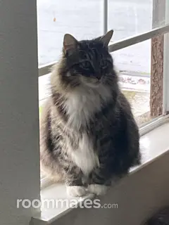 Room for rent in Roseville, CA $750, house