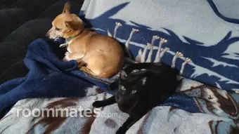 Roommate looking Neenah, WI, $700