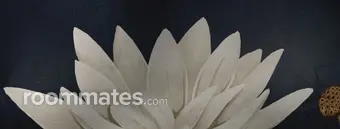 Roommate looking Austin, TX, $800