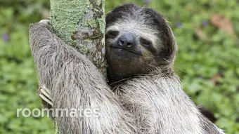 Roommate looking Littleton, CO, $800