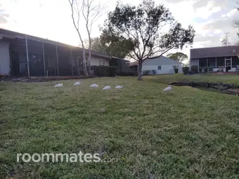 Room for rent in Oldsmar, FL $1100, townhouse