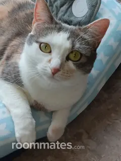 Roommate looking Las Vegas, NV, $700