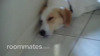 Roommate looking Buffalo, NY, $700