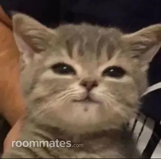 Roommate looking Columbia, MD, $1200