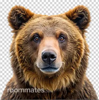 Roommate looking Hendersonville, TN, $2000