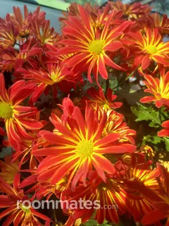 Roommate looking Naples, FL, $600