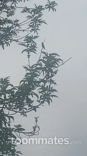 Roommate looking Huntersville, NC, $1100