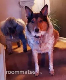 Room for rent in Fairborn, OH $700, condo