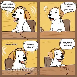 Roommate looking Chandler, AZ, $800