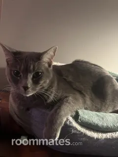 Roommate looking Abingdon, VA, $500