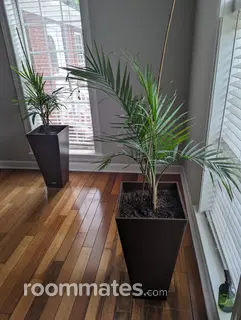 Roommate looking Kansas City, MO, $1100