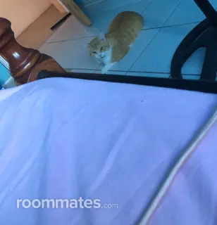 Roommate looking Roselle Park, NJ, $1000