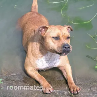 Roommate looking Nazareth, PA, $900