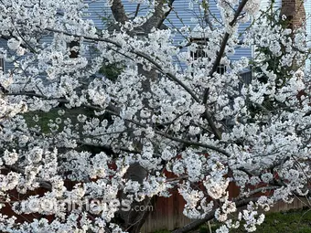 Roommate looking Deland, FL, $800