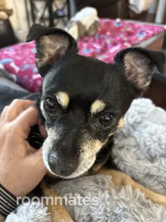 Room for rent in Henderson, NV $800, house