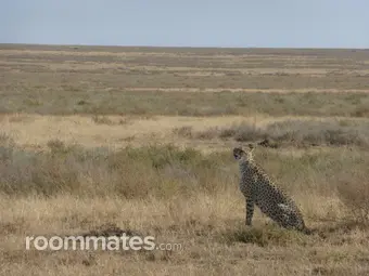 Roommate looking Fresno, CA, $1000