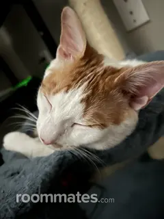 Roommate looking San Antonio, TX, $2000