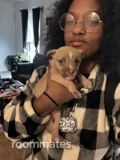 Roommate looking Independence, MO, $900