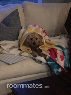 Roommate looking Revere, MA, $800