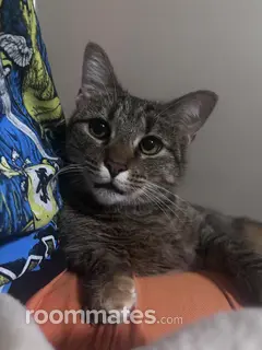 Roommate looking Baton Rouge, LA, $700