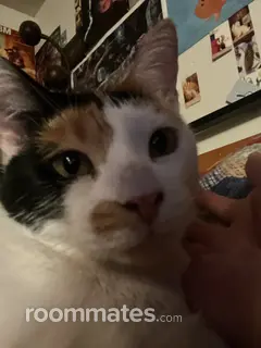 Roommate looking Mesa, AZ, $1000