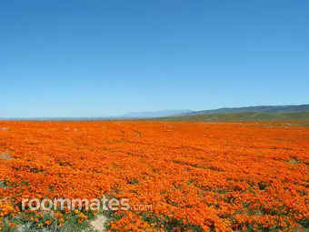 Roommate looking Hicksville, NY, $1500