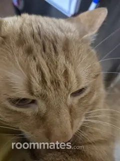 Roommate looking Lancaster, PA, $1000