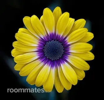 Roommate looking Memphis, TN, $2000