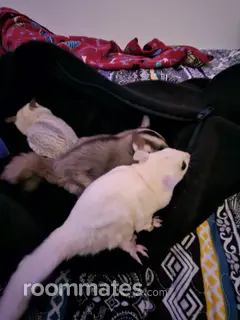 Roommate looking Arlington, TX, $900