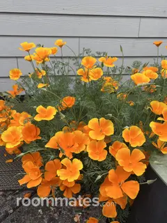 Roommate looking Portland, OR, $1000