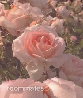Roommate looking Silver Spring, MD, $1000