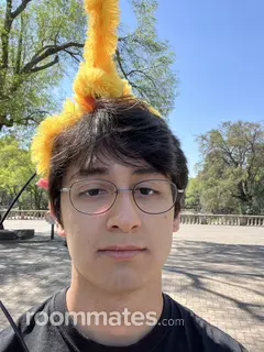 Roommate looking Arlington, TX, $900