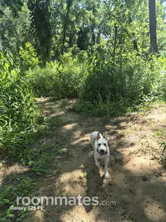 Roommate looking Asheville, NC, $1000