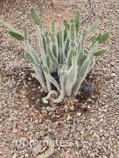 Room for rent in Laveen, AZ $800, house