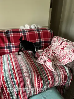 Room for rent in Winchester, VA $600, condo