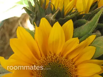 Roommate looking Fort Lauderdale, FL, $1200