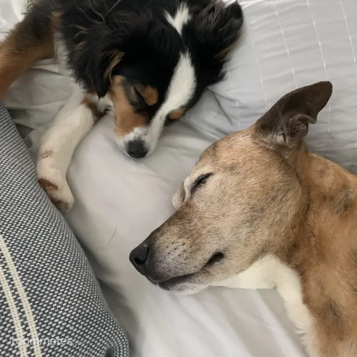 Roommate looking Brooklyn, NY, $1500