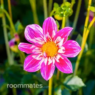 Roommate looking New York, NY, $2000