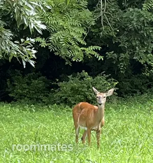 Roommate looking Nashville, TN, $2000