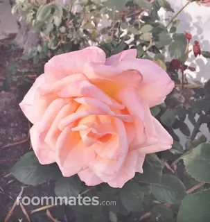 Roommate looking Evanston, IL, $1600