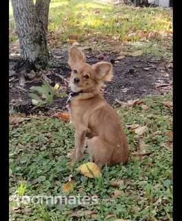 Roommate looking West Palm Beach, FL, $1000