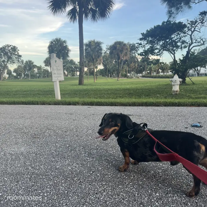 Roommate looking Palm Beach, FL, $2000