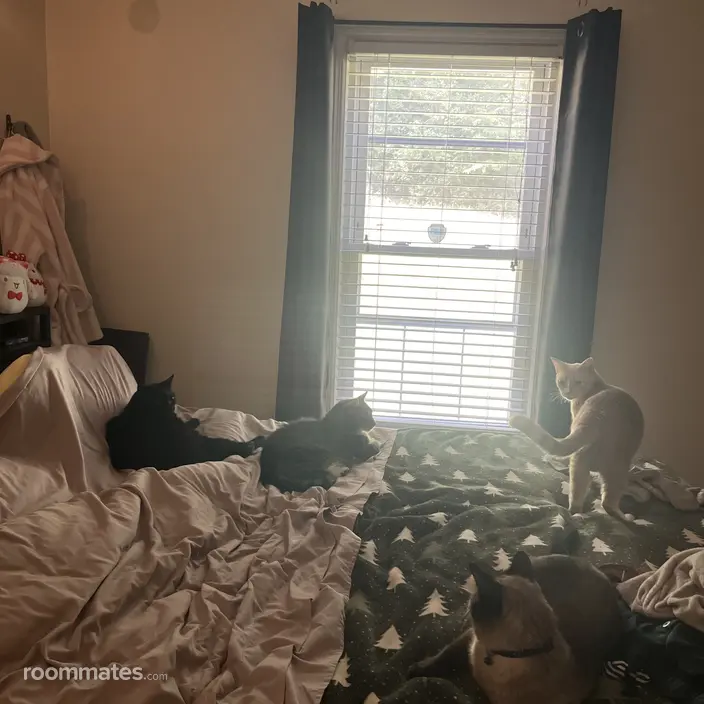 Roommate looking Dumfries, VA, $800