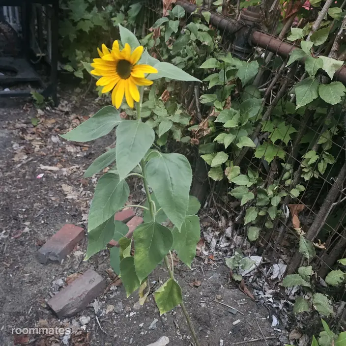 Room for rent in Laconia, NH $850, house
