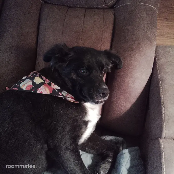 Roommate looking Selbyville, DE, $1000