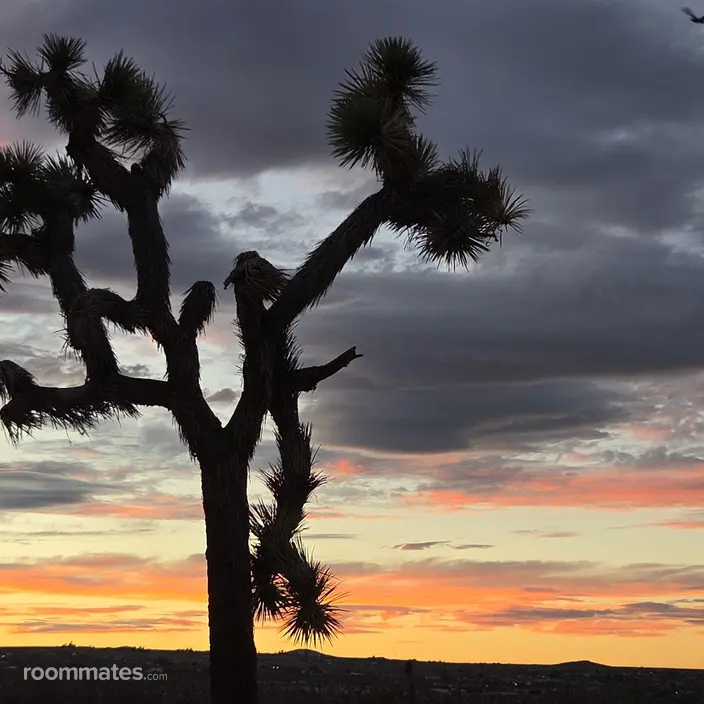 Room for rent in Joshua Tree, CA $800, house