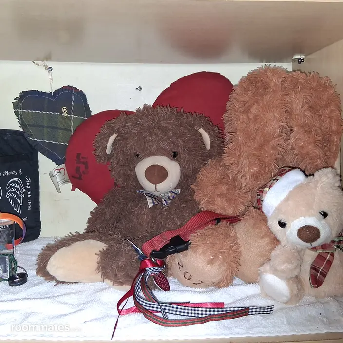 Roommate looking Cambridge, MN, $700