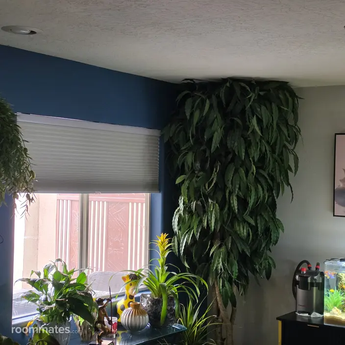 Room for rent in Albuquerque, NM $950, house